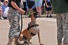 K-9 DSC_7844.jpg